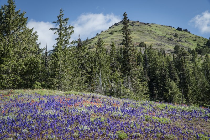Bend Oregon Real Estate